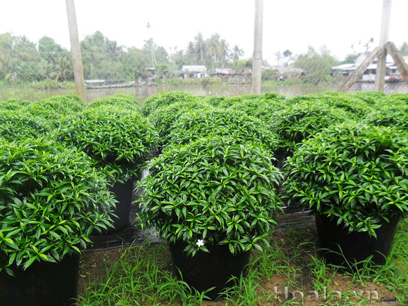 CHẬU CÂY MAI VẠN PHÚC - CÂY LỚN, GỬI ĐI NGUYÊN CHẬU + Tặng 02 cây nhót ngọt