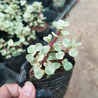 sen đá Dola trắng
