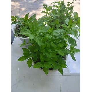 Rau thơm Diếp cá,húng lũi,húng cây(miệng chậu 12 cm)
