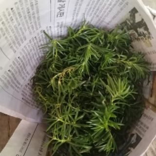 Cành hoa mười giờ  Thái nhiều màu