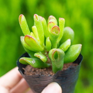 Sen đá ống điếu 5-7cm - Vườn sen đá