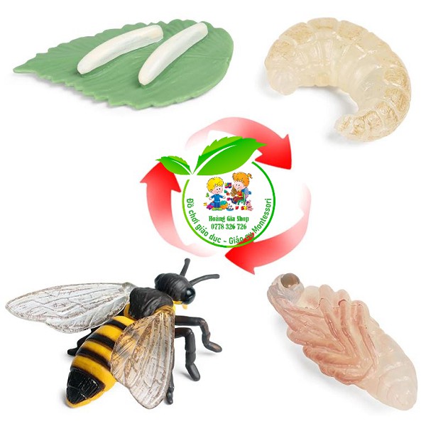 Mô hình vòng đời của Ong - Bee life Cycle