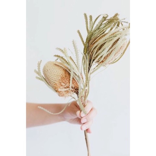 Banksia dùng để trang trí cắm hoa, làm đồ handmade.