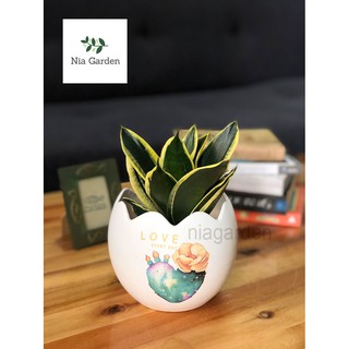 Chậu cây gốm sứ in, trứng to