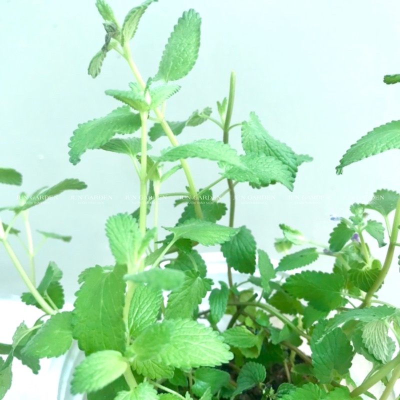 Cây Bạc Hà Mèo - Catnip Và Catmint - Jun Garden