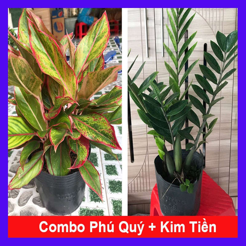 Combo tiết kiệm ( phú quý + kim tiền ) tặng phân bón cho cây trang trí thịnh vượng Cây cảnh phong thủy