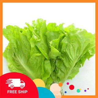 10g hạt giống xà lách mỡ khuyến mại trong ngay