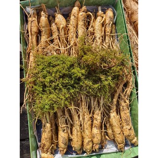 Sâm 30 củ hầm gà