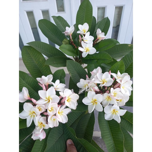 Cây sứ đại thái ,hoa thơm