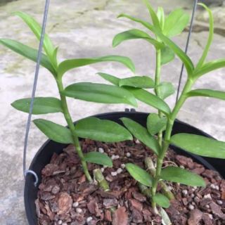 Vụn vỏ thông hạt ngô 1kg