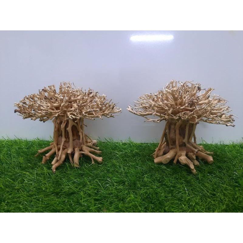 Lũa nấm bonsai cấy rêu hồ cá