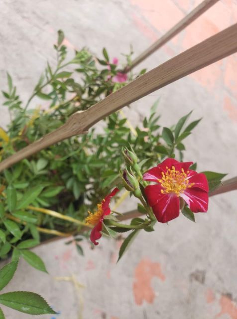 Hồng ngoại Kazahanabi