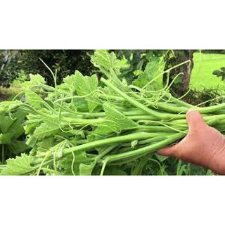 20GR - HẠT GIỐNG BÍ SIÊU NGỌN