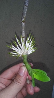 Thuốc kích rễ exotic hoa lan
