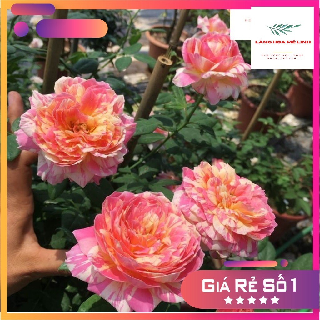 Hoa hồng ngoại Claude Monet [GIỐNG HOA TUYỆT ĐẸP] với vẻ đẹp độc đáo,kiêu sa,mùi thơm nhẹ nhàng💐💐