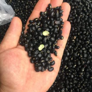 Trà đỗ đen xanh lòng rang (1kg)