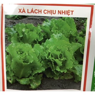 Hạt giống Xà lách Chịu nhiệt