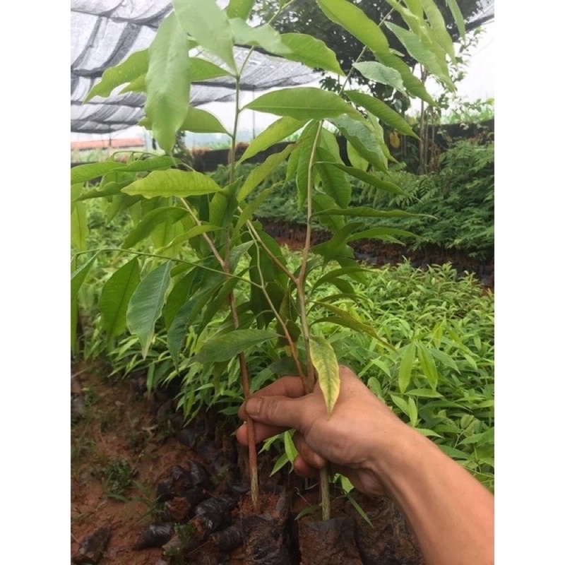 COMBO 10 CÂY TRẦM HƯƠNG