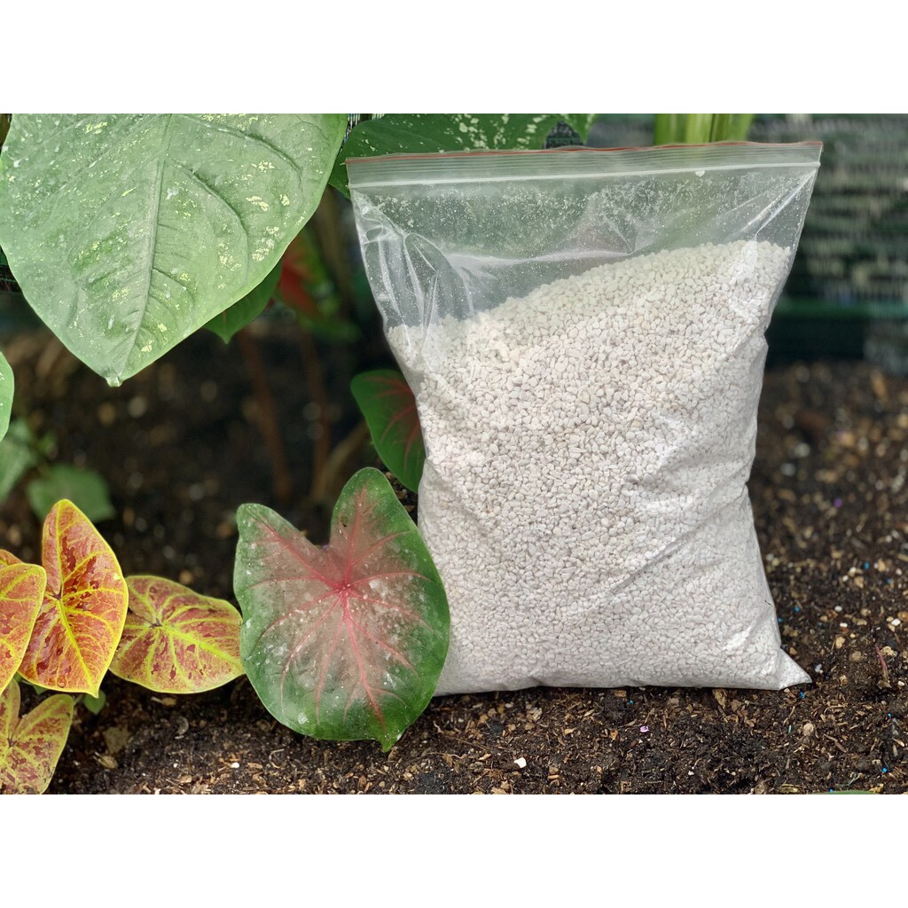 perlite trân châu trồng cây