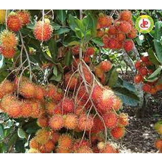 Cây giống chôm chôm nhãn ghép