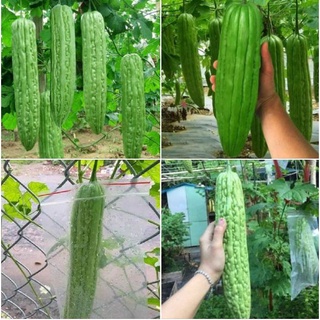 Hạt giống khổ qua khổng lồ (mướp đắng) Thái Lan 5 hạt