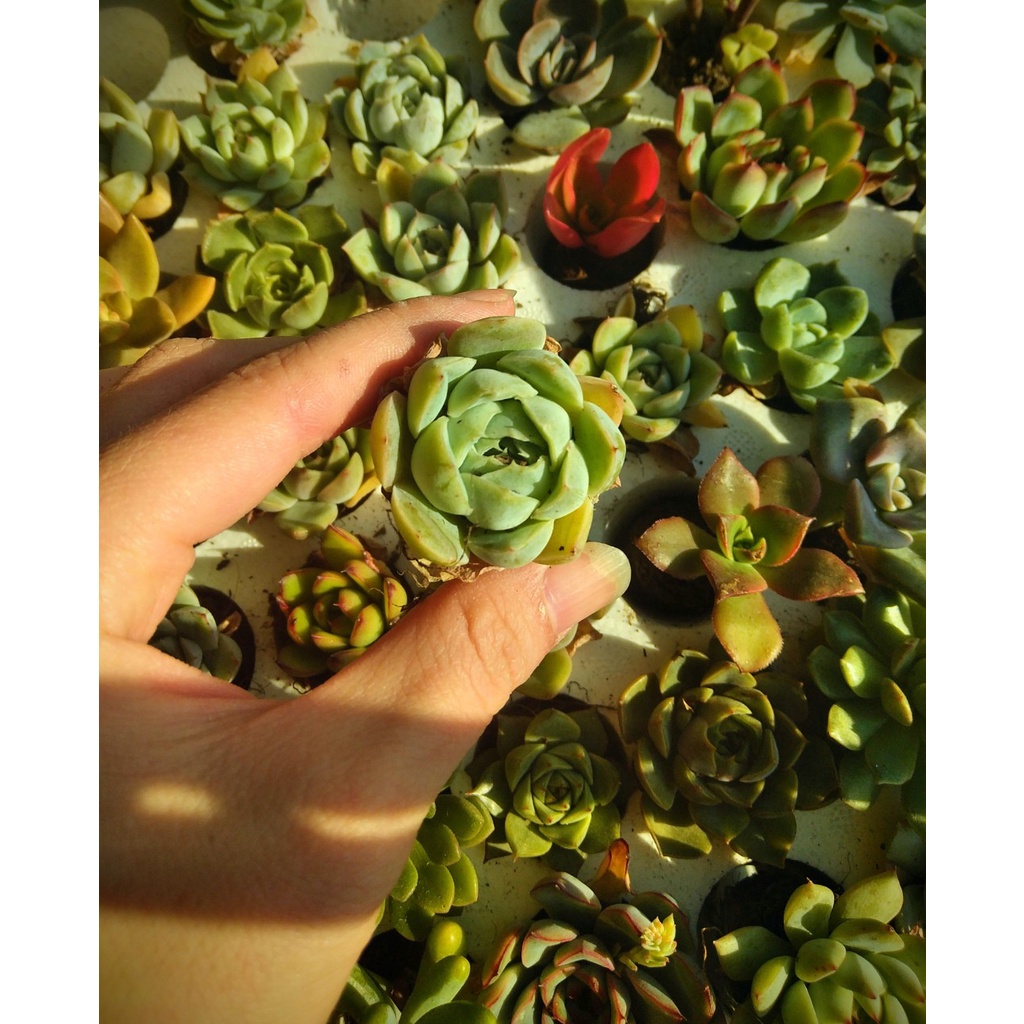 Sen đá vỉ size 4-5cm