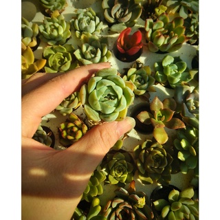 Sen đá vỉ size 4-5cm