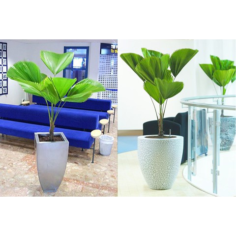 Cây Cọ Nhật Lớn