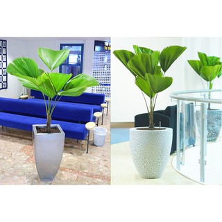Cây Cọ Nhật Lớn