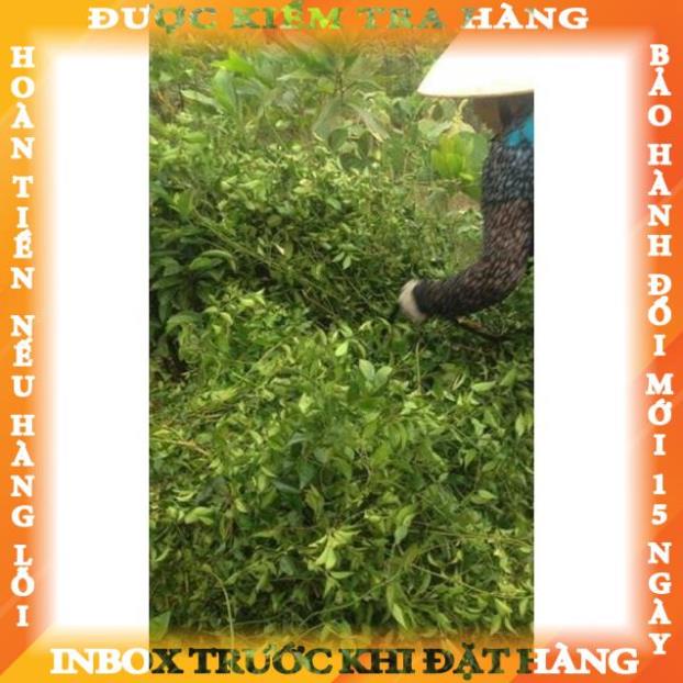 Mua Lá chè vằng sẻ hái trên núi 1 kg túi to đùng ( lá khô ) theanh giá ...