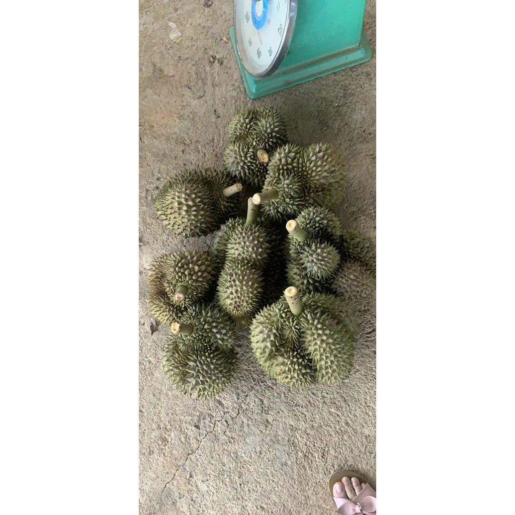 QUẢ SẦU RIÊNG ĐẦU MÙA LÂM ĐỒNG BAO ĂN QUẢ LỚN TỪ 2kg | BigBuy360 - bigbuy360.vn