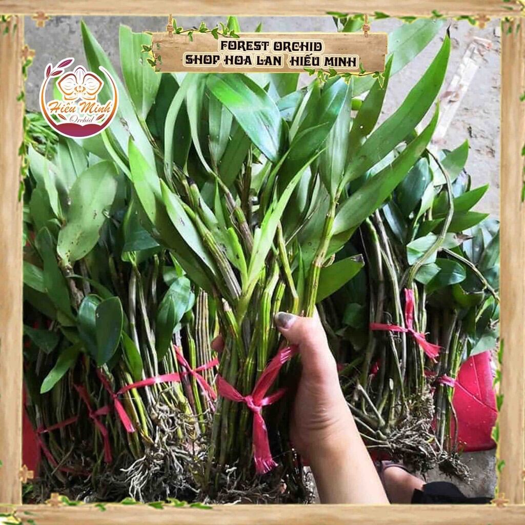 Hoa Lan kiều môi tua