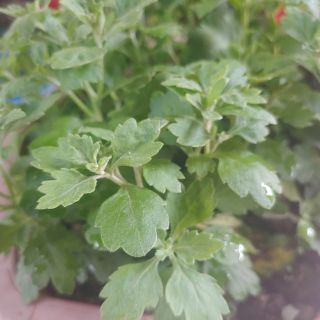 Cây giống cúc mâm xôi vàng