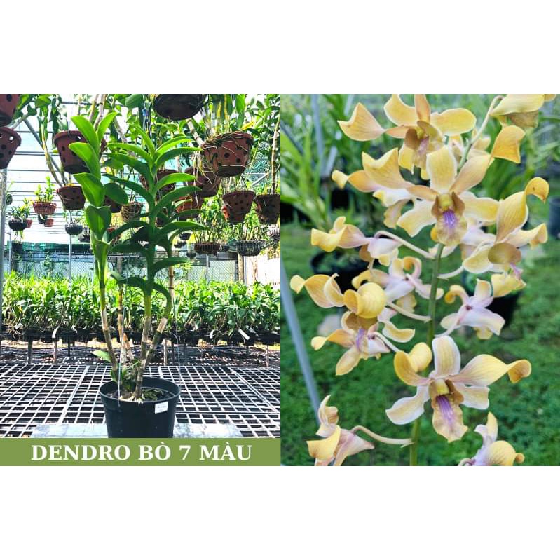 DENRO NẮNG BÒ 7 MÀU