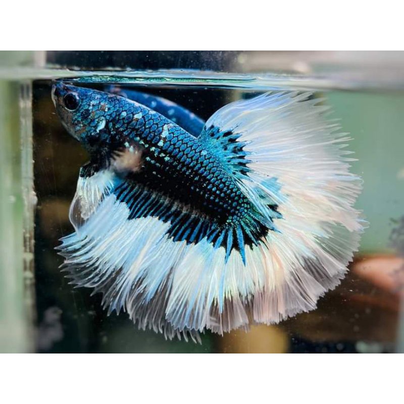 BETTA Đuôi Xòe Siêu Đẹp giao ngẫu nhiên-2Con trống tặng thức ăn