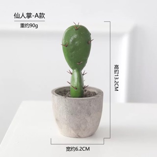 Chậu cây xương rồng mini