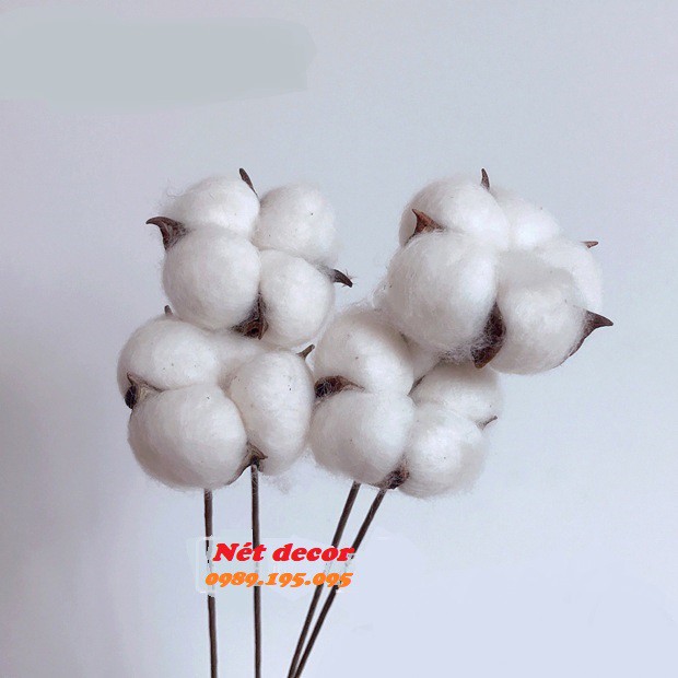 Hoa Khô - Set Cành quả Bông Gòn thật sấy khô- Hoa khô Bông Gòn - Hoa Cotton