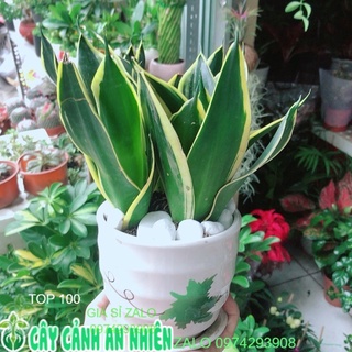 Chậu cây lưỡi hổ thái xanh