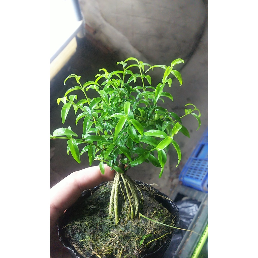 Mai chiếu thủy bonsai mini Tặng phân tan chậm.