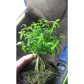 Chậu mềm Mai chiếu thủy bonsai mini Tặng phân tan chậm.