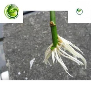 [FREESHIP_99K] [KHONG PHOTOSHOP] Thuốc kích thích ra rễ lọ 100g cực mạnh