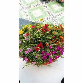 Mười giờ Thái kép mix nhiều màu ( 27màu )