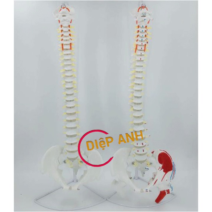 Mô hình xương cột sống 85cm có màu, rễ thần kinh mô phỏng rõ ràng- Đạt tiêu chuẩn ISO