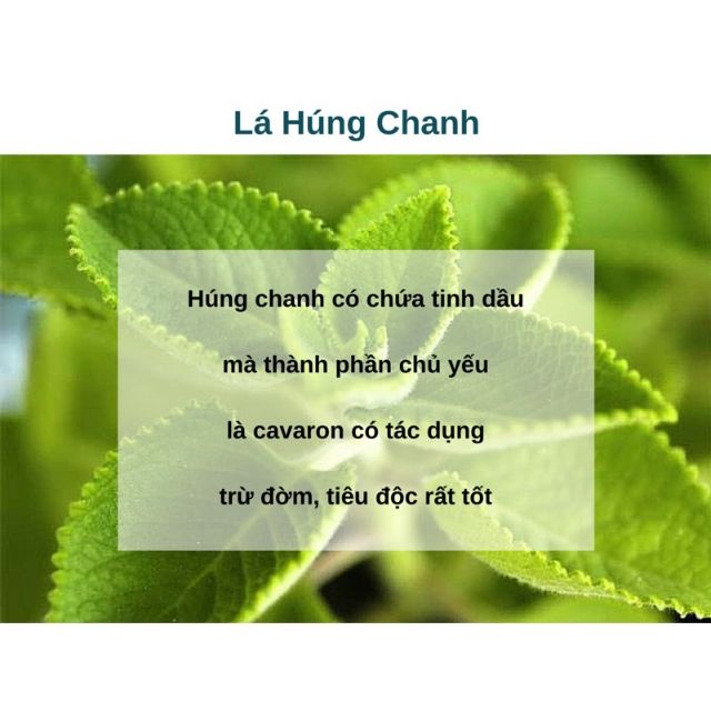 Hói 50 Hạt giống Rau Thơm Lùn ( Húng Chanh)