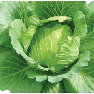 200 hạt giống bắp cải xanh F1