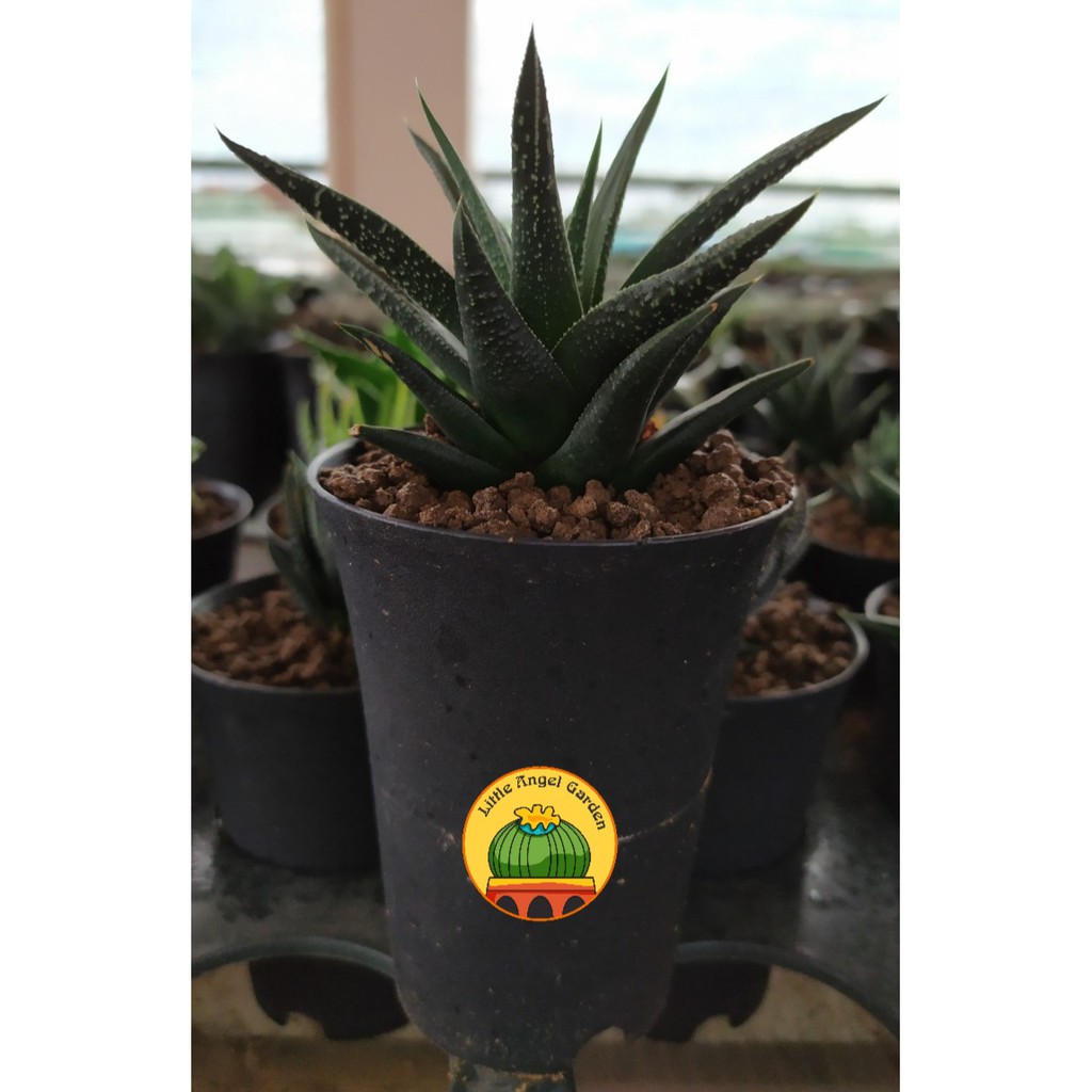 Haworthia Fasciata Concolor thuần khí hậu miền nam, khỏe, dễ chăm