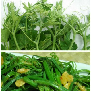 10 Hạt giống Bí Siêu Đọt Và Bông