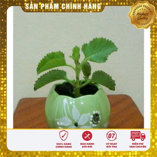 COMBO 10 GÓI HẠT GIỐNG HÚNG CHANH