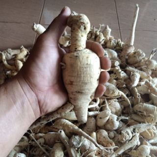 Sâm bố chính . Sâm đất