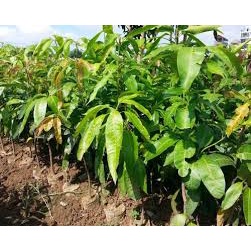 CÂY GIỐNG XOÀI TƯỢNG DA XANH